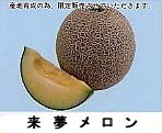 melon-bm-16.JPG