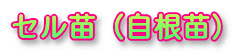 �Z���c�i�����c�j
